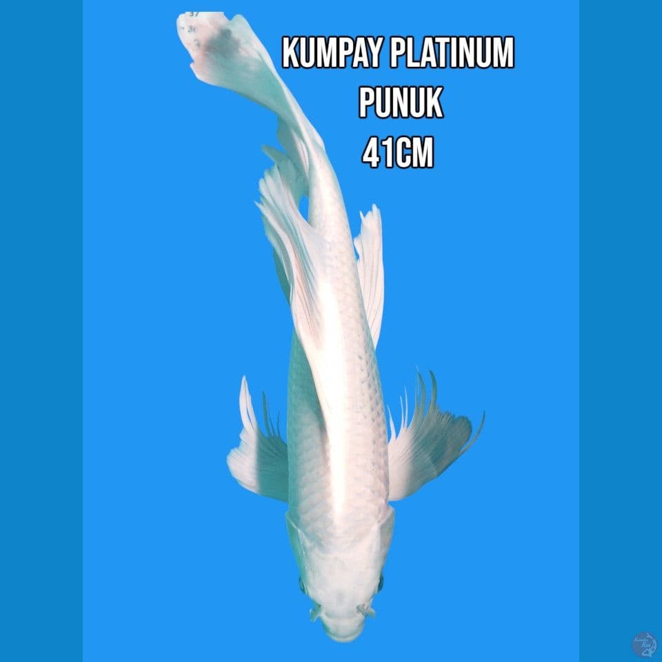 Kumpay Platinum Punuk