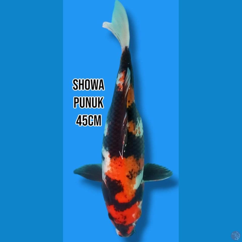 Showa Punuk