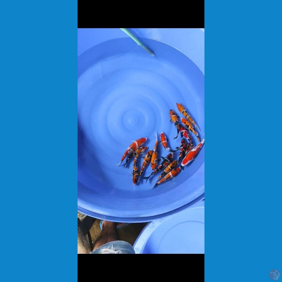 showa 19-25cm