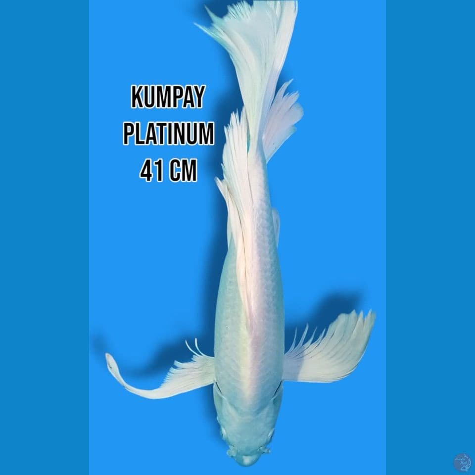 Kumpay Platinum