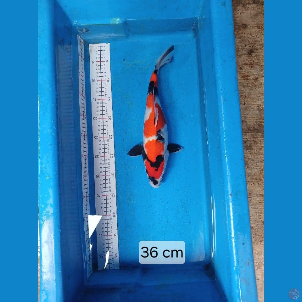 showa F 36 cm