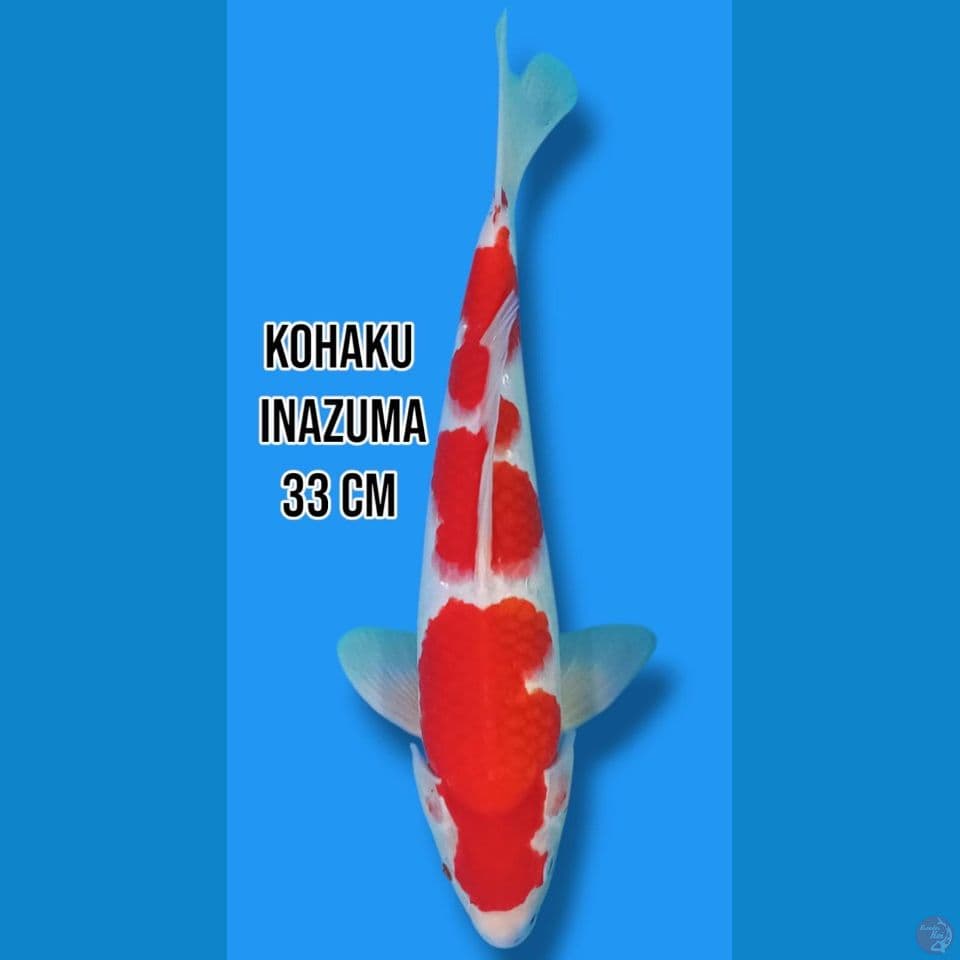 Kohaku Inazuma