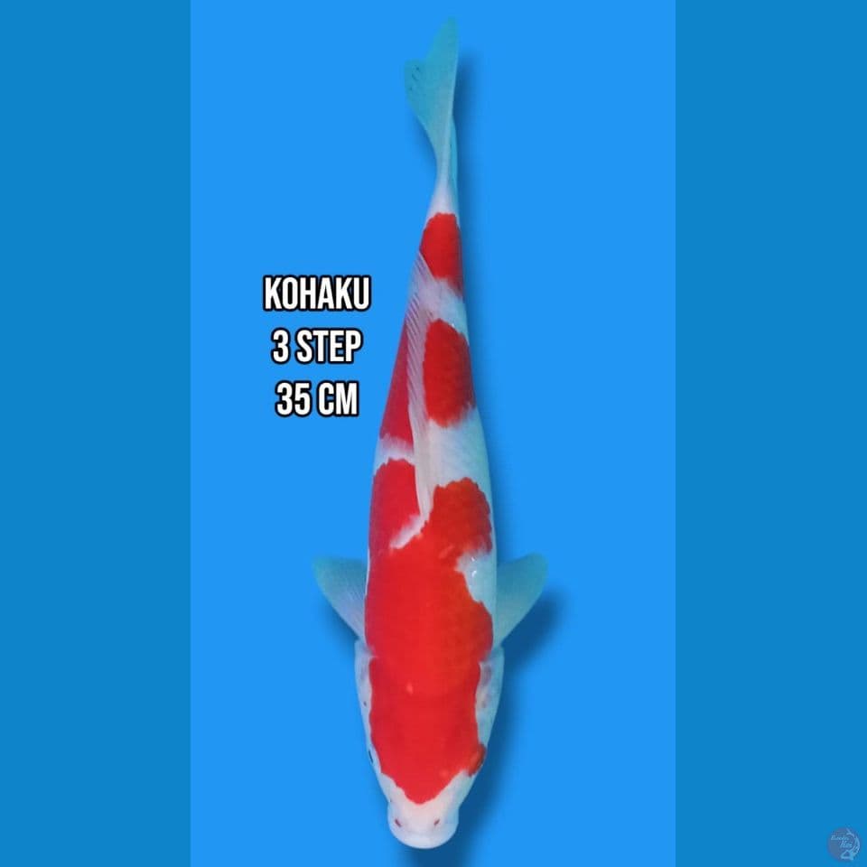 Kohaku 3 step