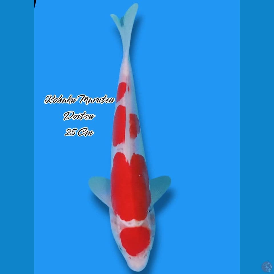 Maruten Kohaku Doitsu