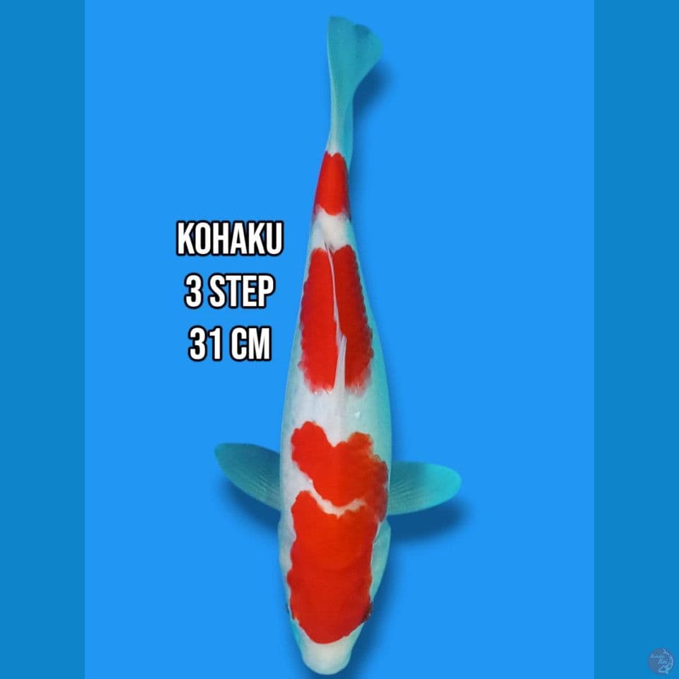 Kohaku 3 Step