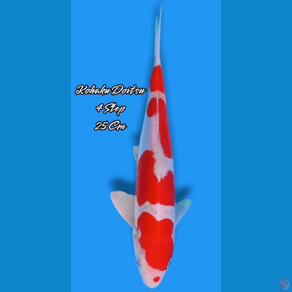 Kohaku Doitsu 4Step