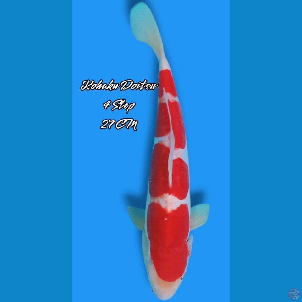 Kohaku Doitsu 4step