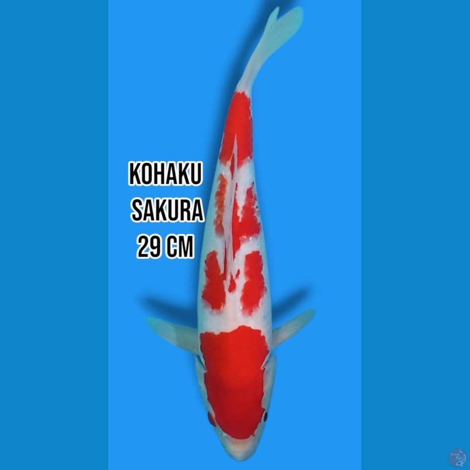 Kohaku Sakura