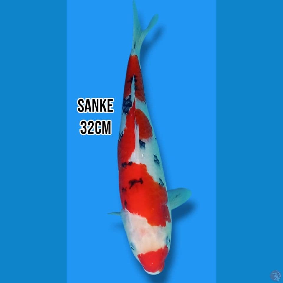Sanke