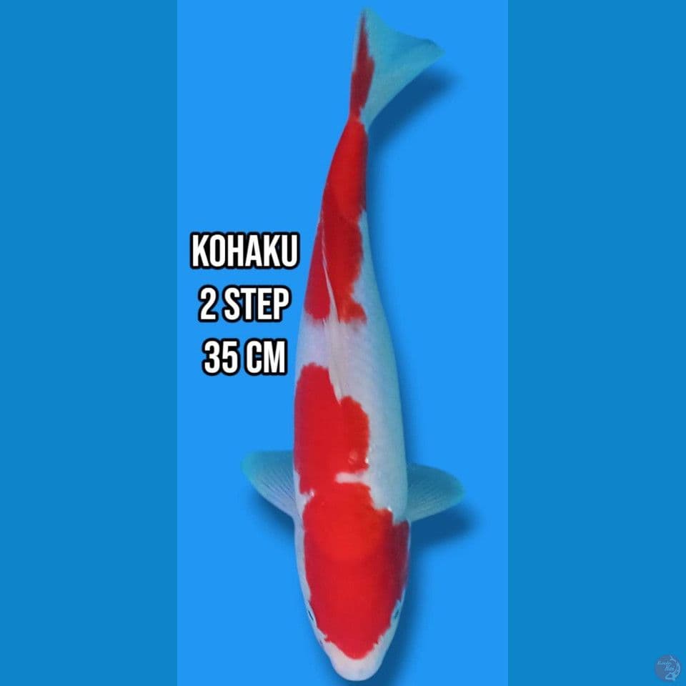 Kohaku 2 Step