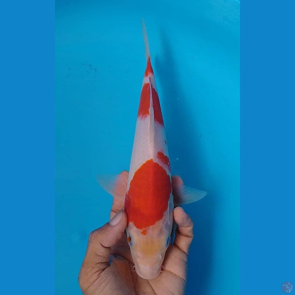 kohaku size : 26cm