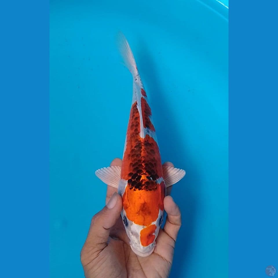 kujaku size : 25cm