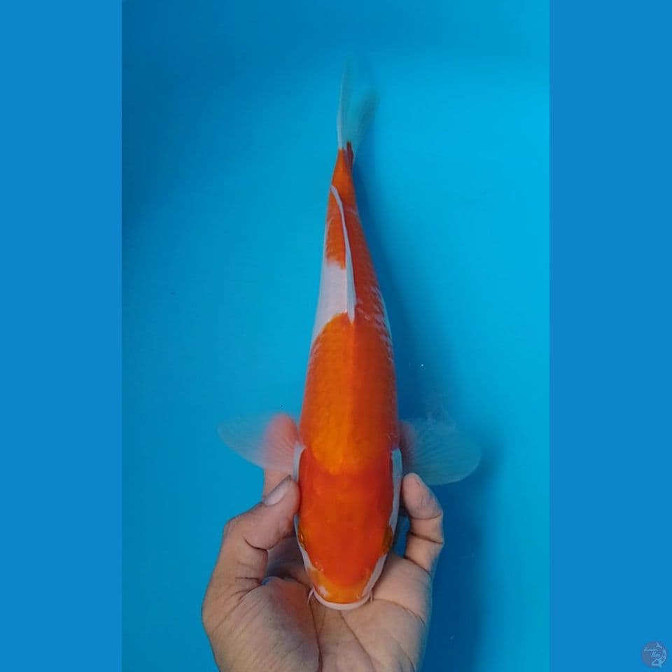 kohaku size : 31cm