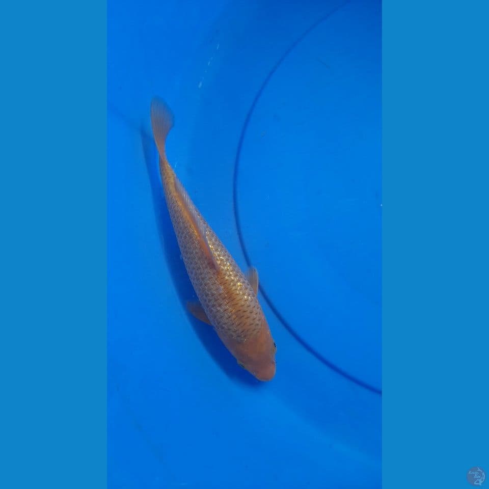 24CM CARAMEL