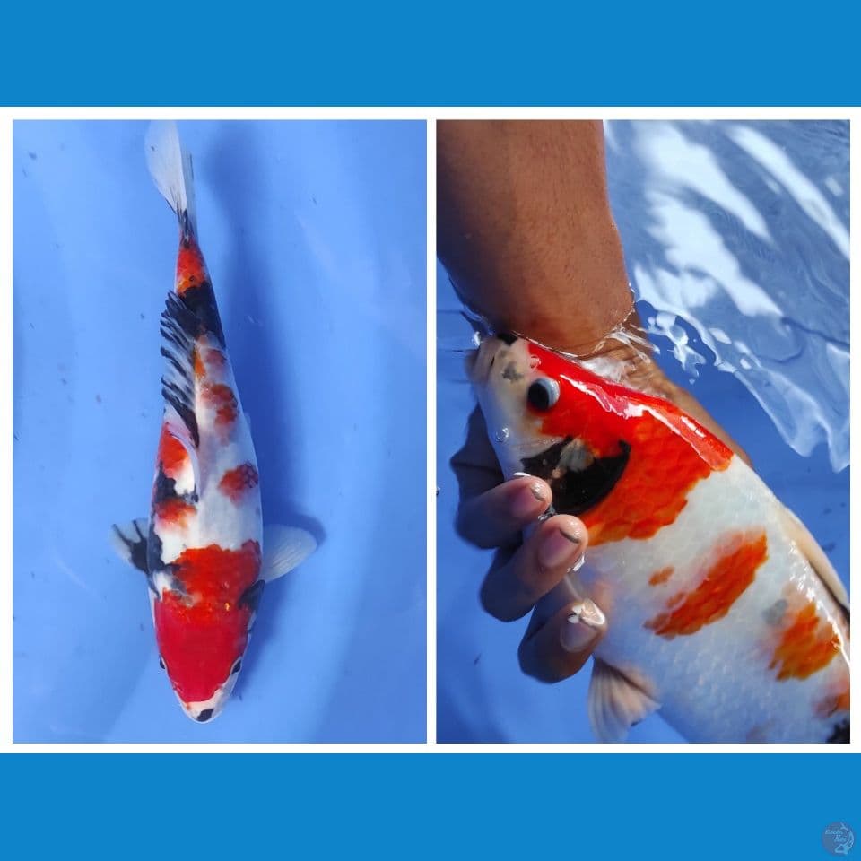 showa berpunuk 29cm