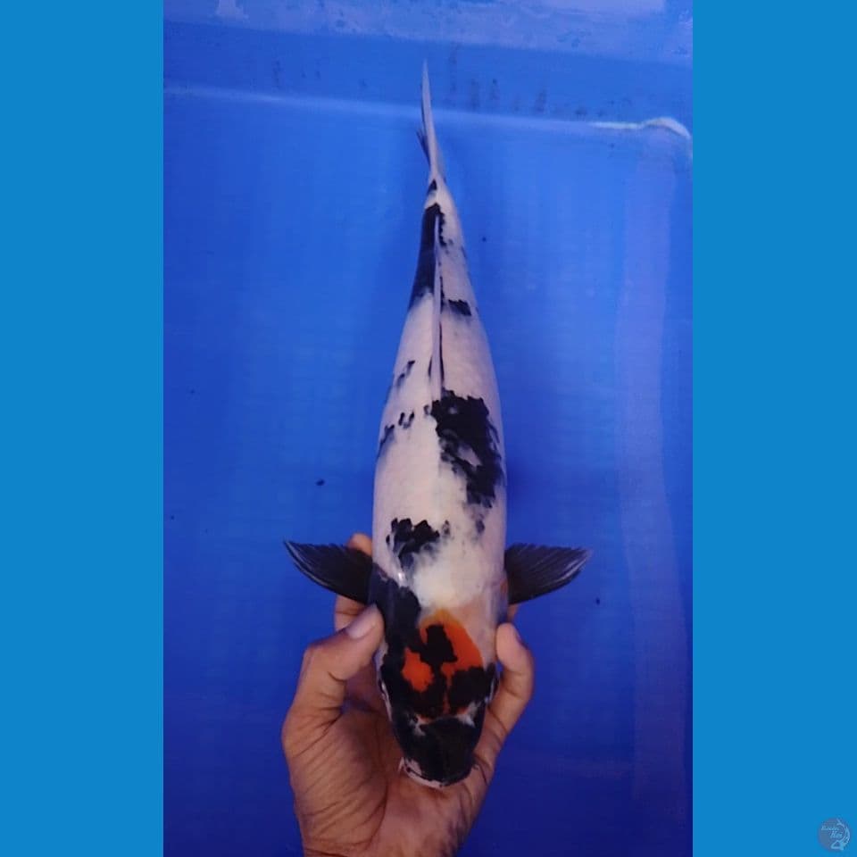 tc showa size : 38cm