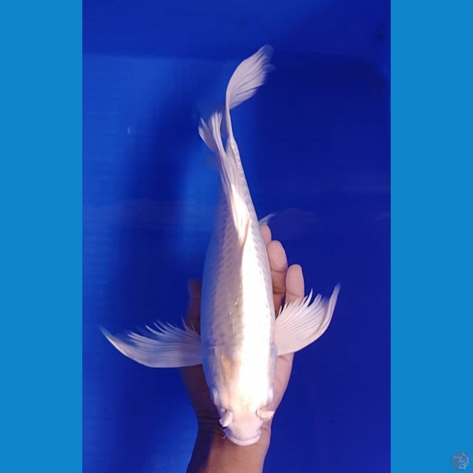 platinum sleyer size : 36cm