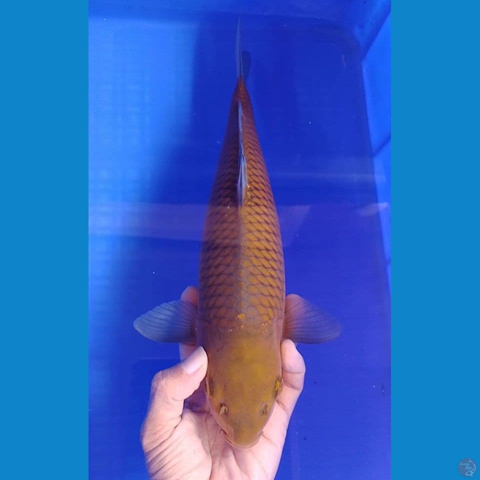 chagoi size : 34cm