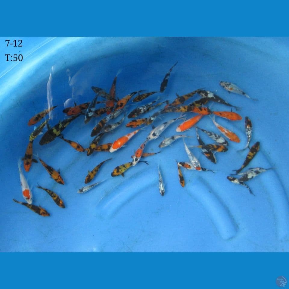 7-12cm - 50ekor mix