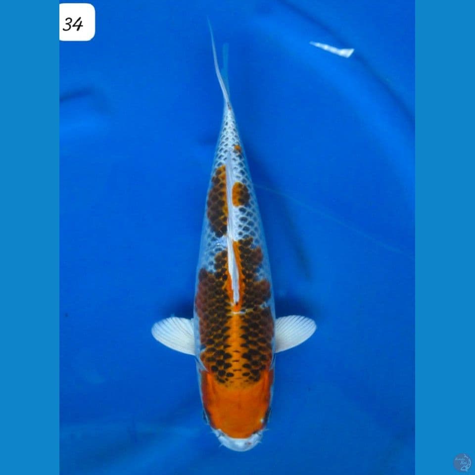 34cm Kujaku