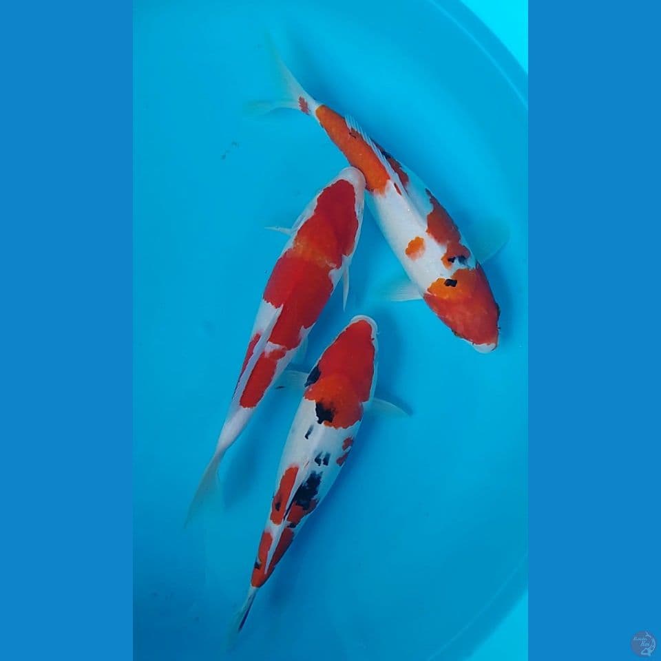 kuhaku sanke size : 30 31cm
