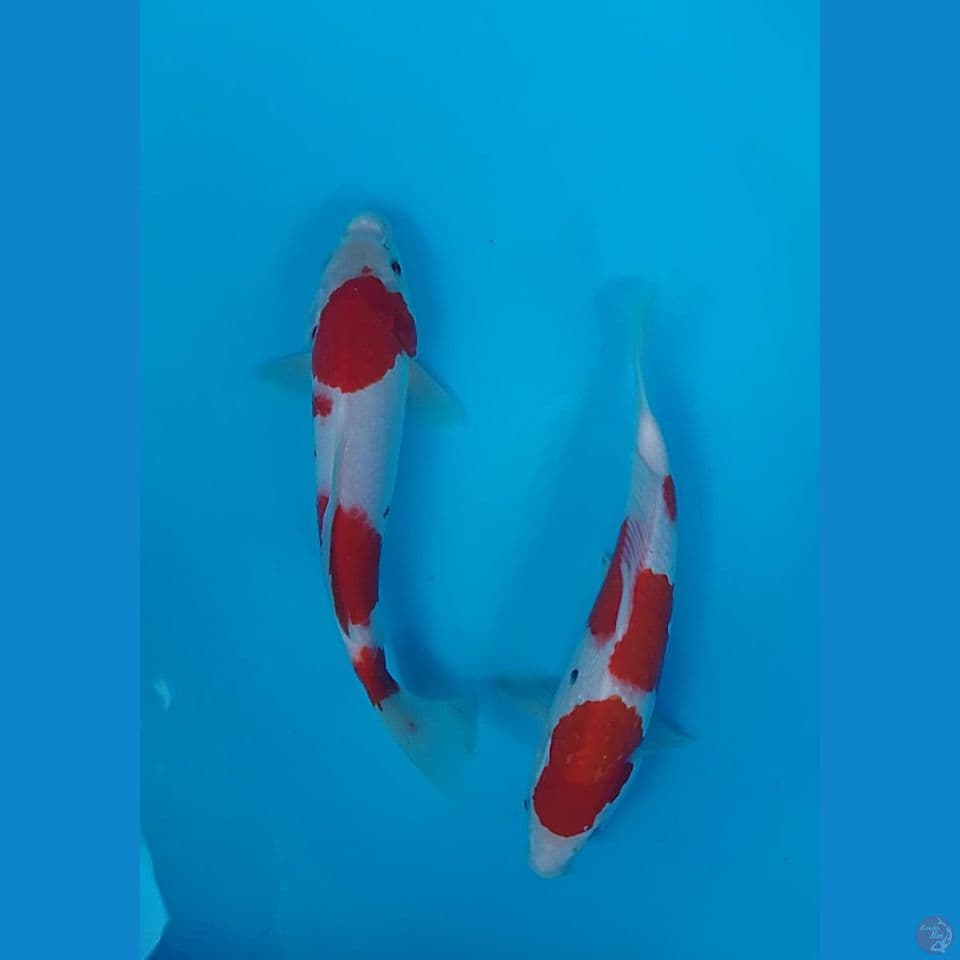 kuhaku sanke size : 27 28cm