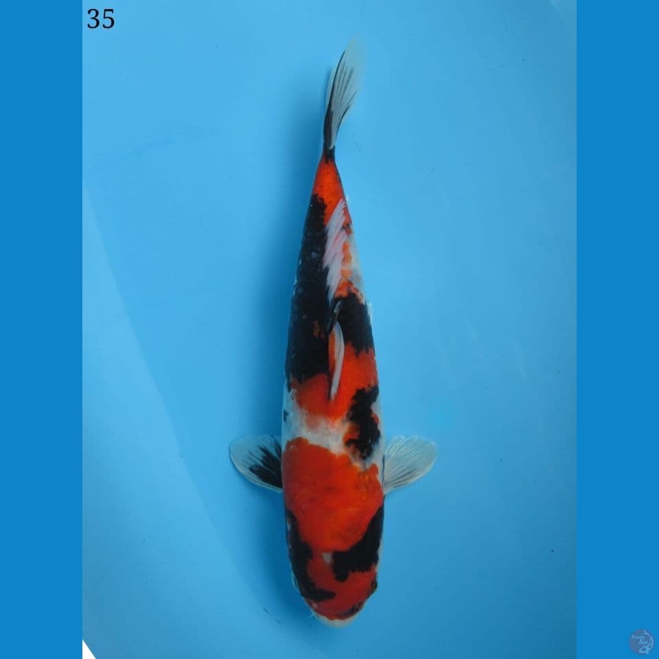 35cm - showa