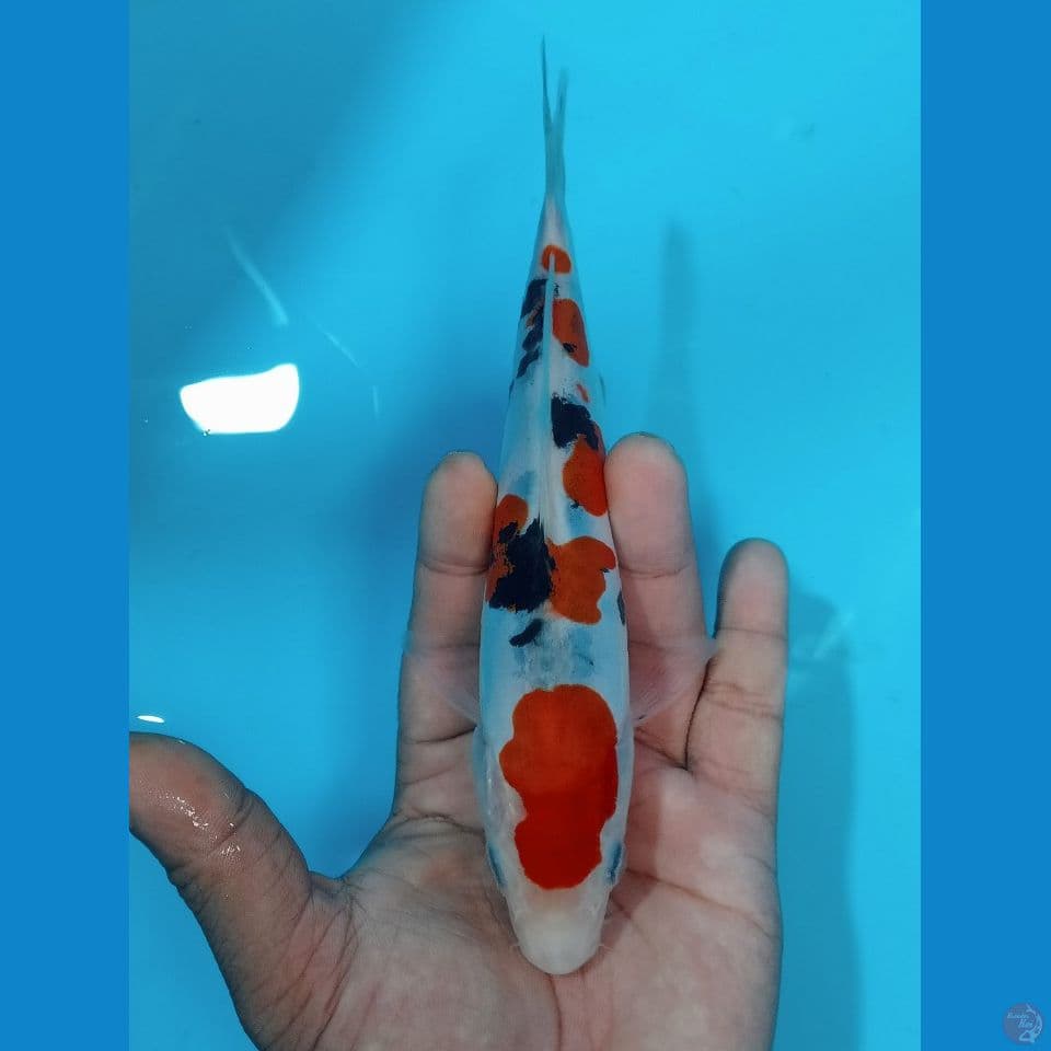 SANKE DOIT SU 18 CM