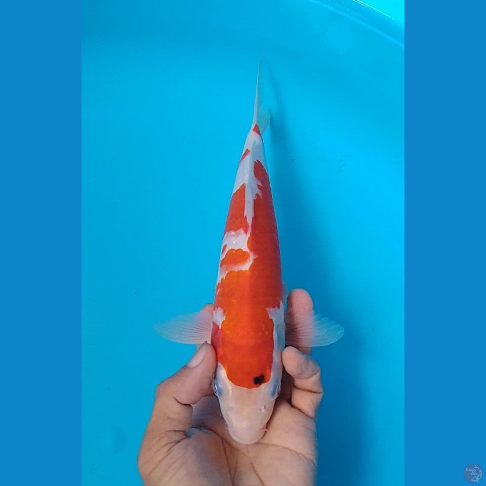 sanke size : 25cm