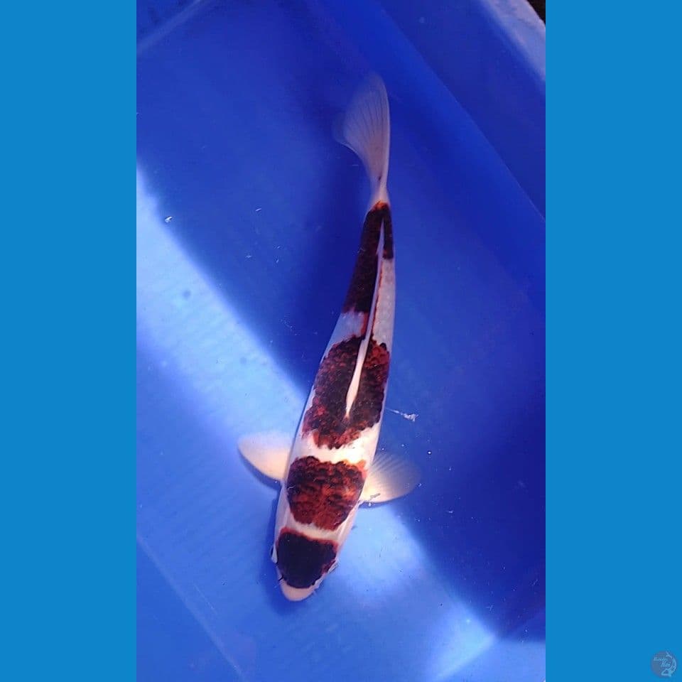 goromo size : 41cm.m