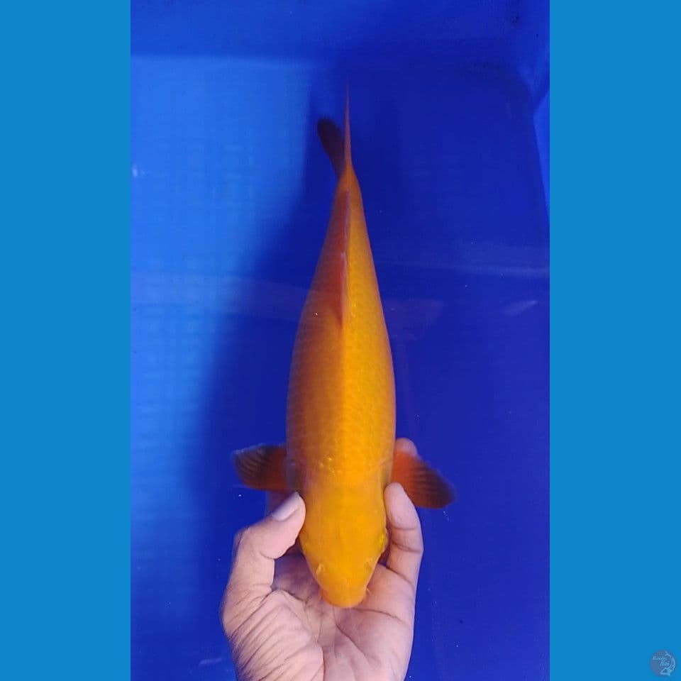 karamel size : 32cm