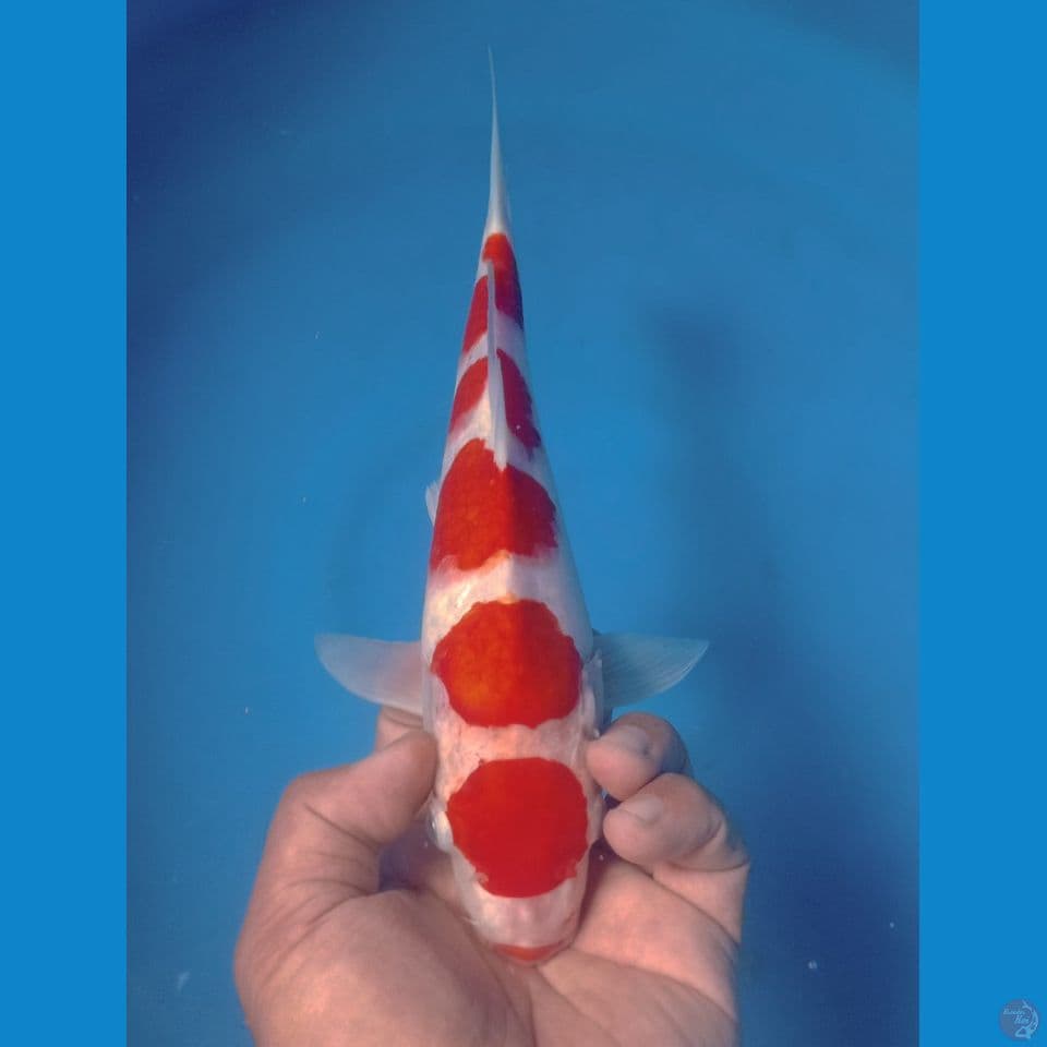KOHAKU FIVE 30CM