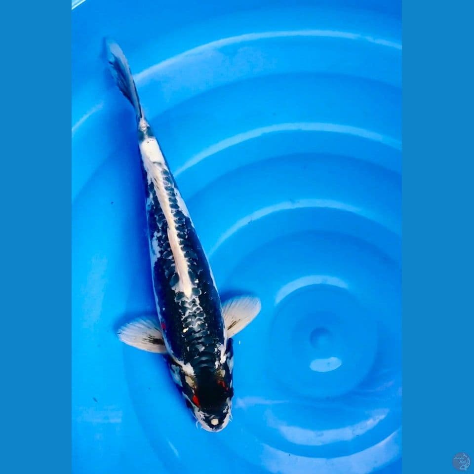 kawarimono doitsu 35cm