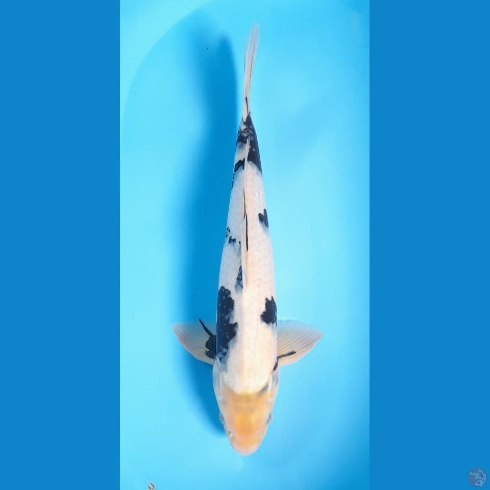 shiro male 45cm