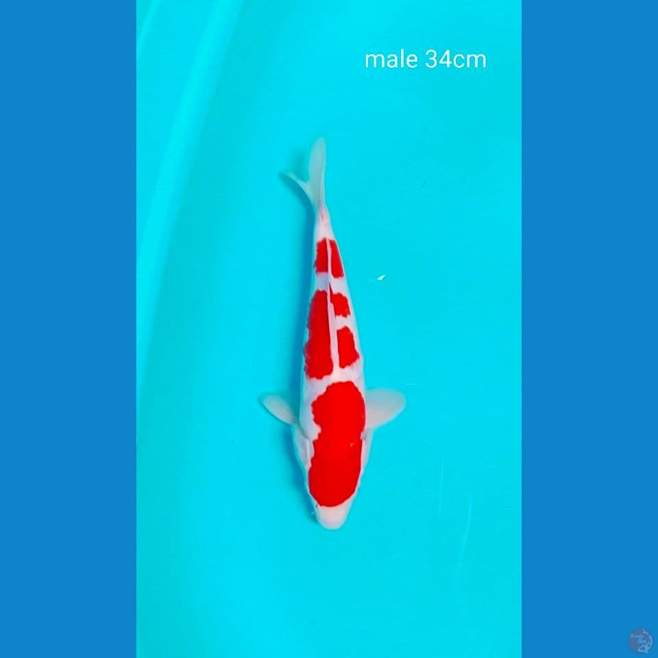 male 34cm