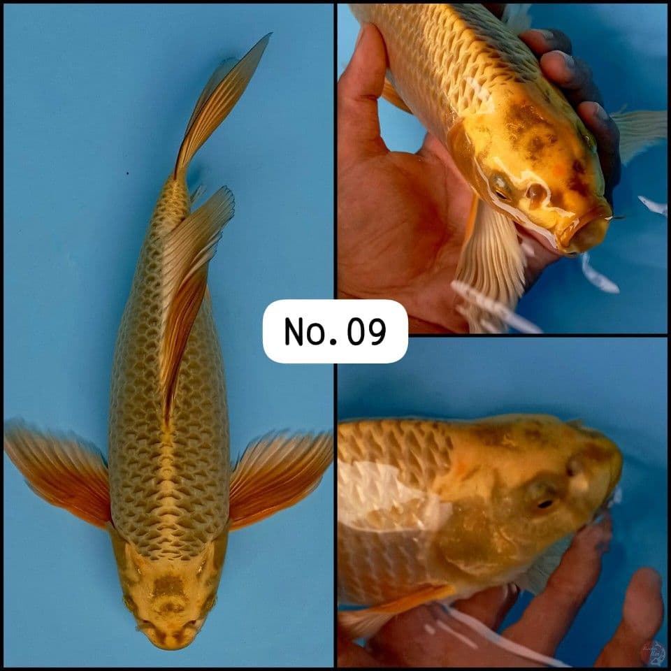 Kumpay Golden