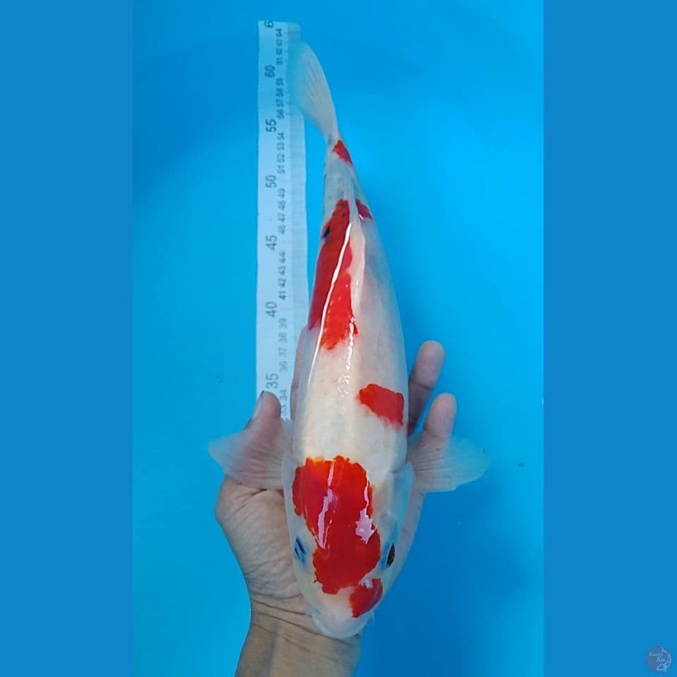 maruten showa size : 36cm.m