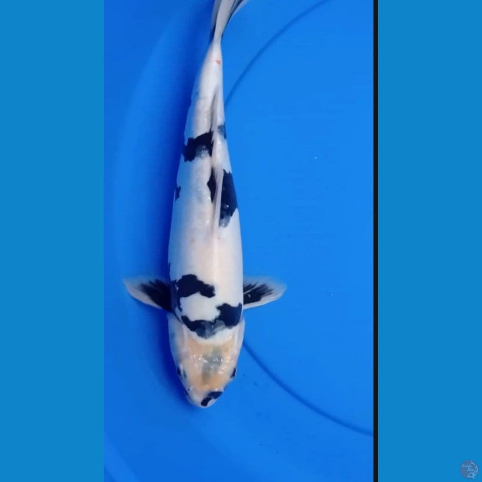 SHIRO DOITSU 33cm