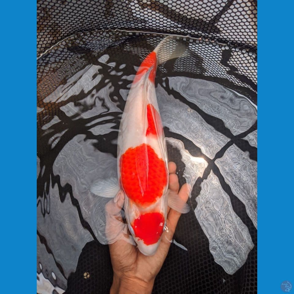 maruten kohaku punok 35 cm