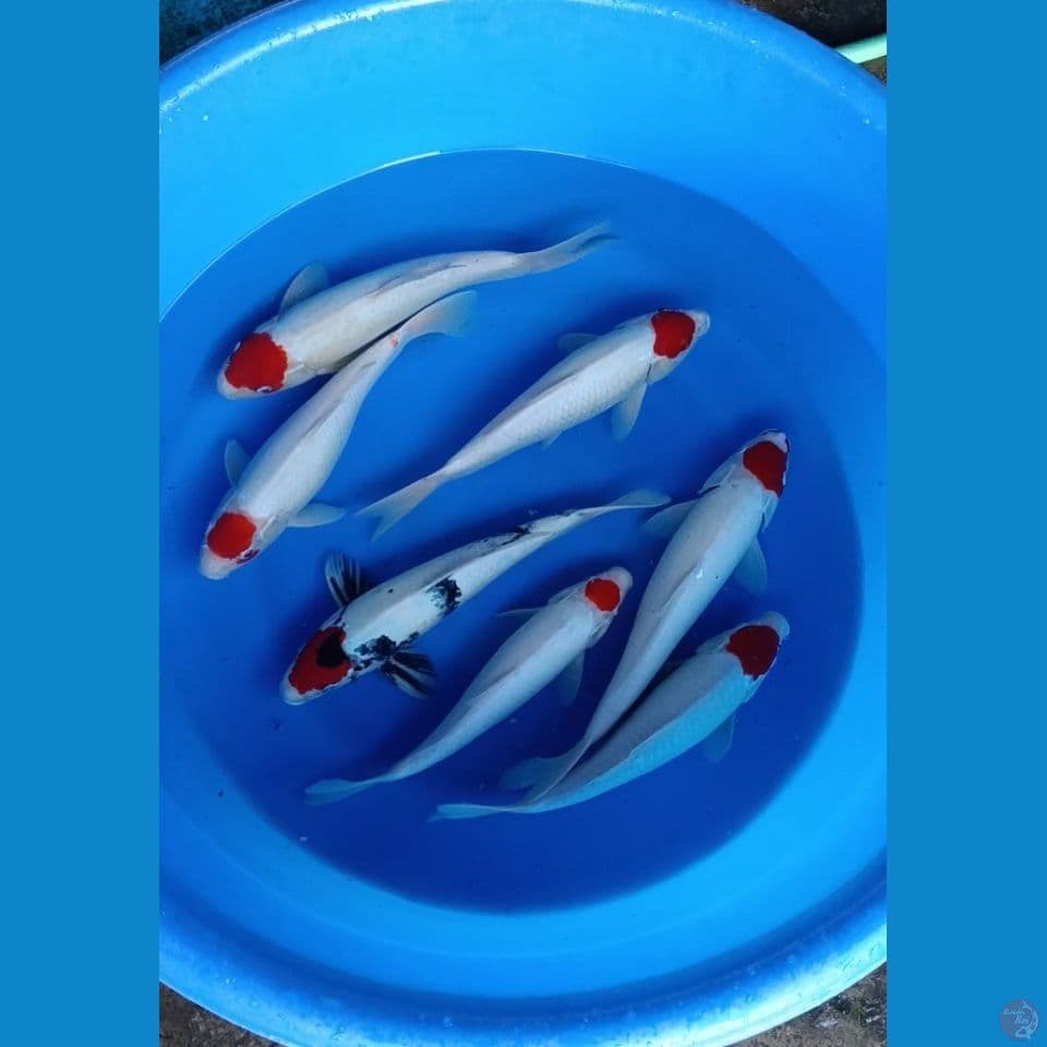 tanco 35-38cm
