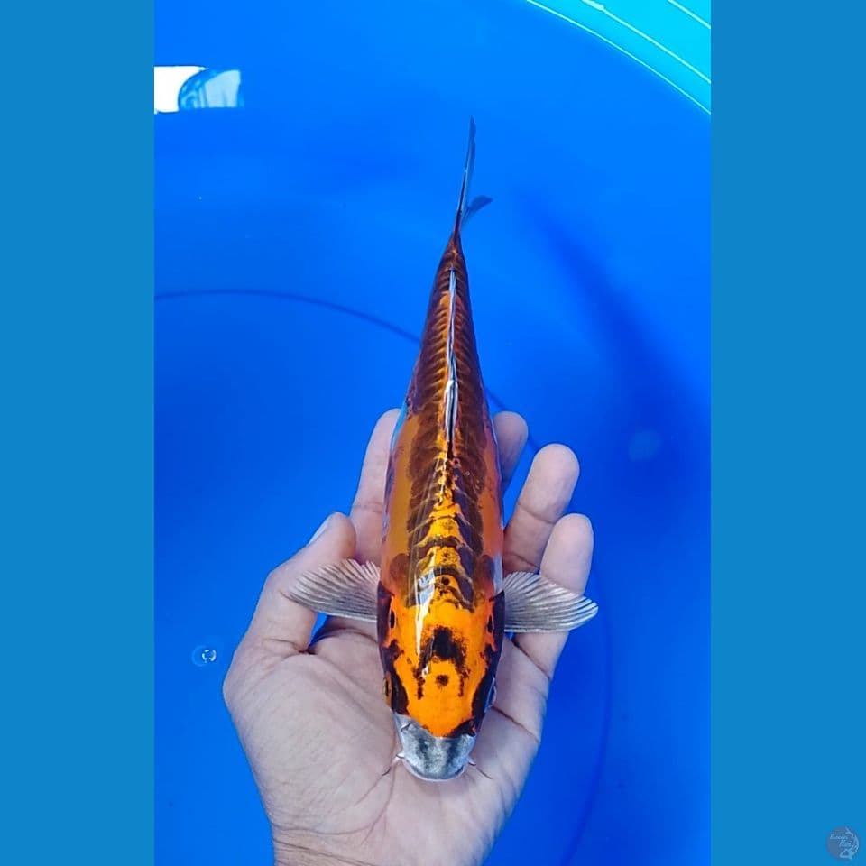 beny kiko 24cm