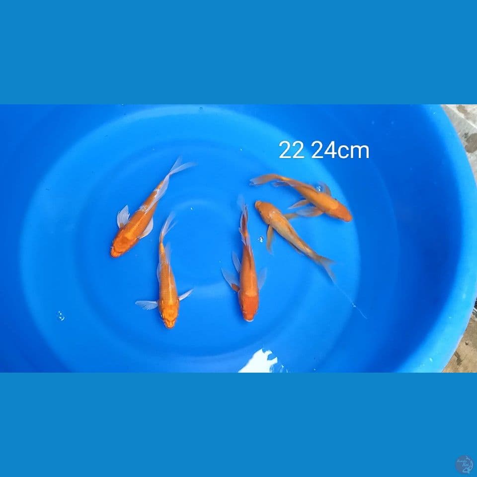 MIX KUMPAY 22 24CM