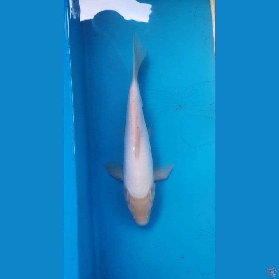 shiromuji doit, 30cm