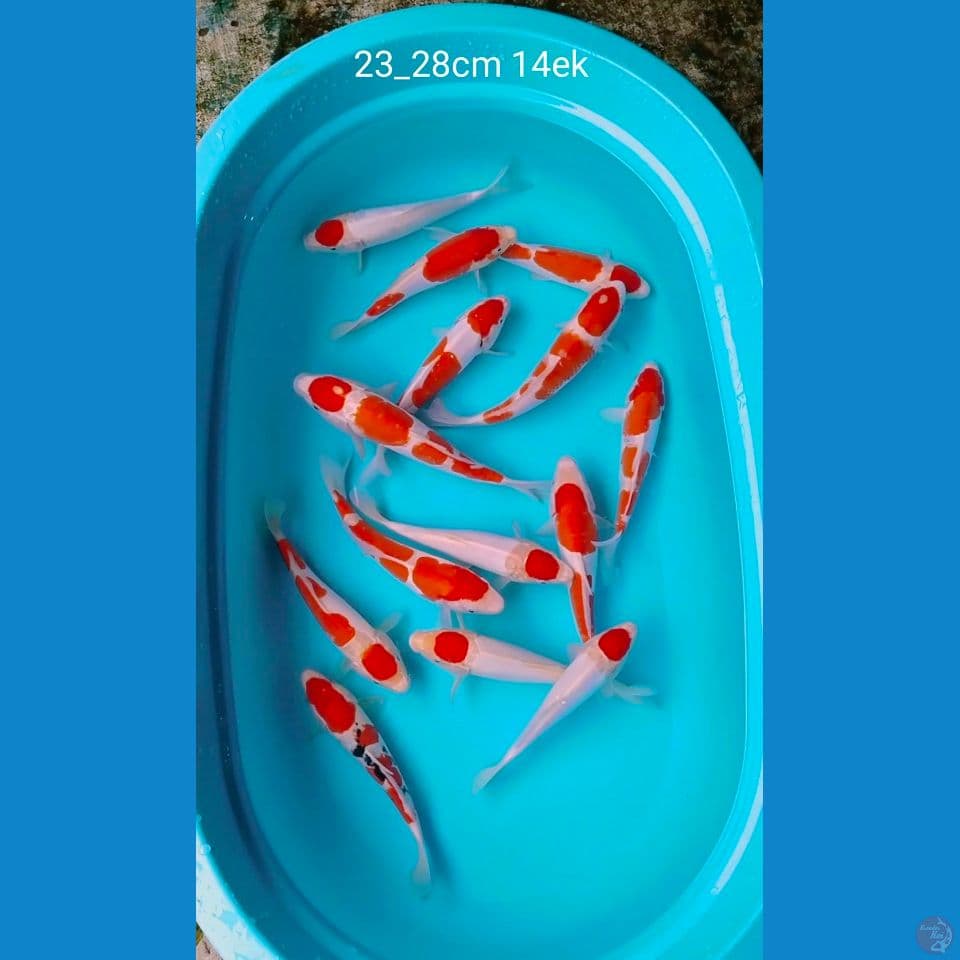 pure kohaku 23_28cm 14ek