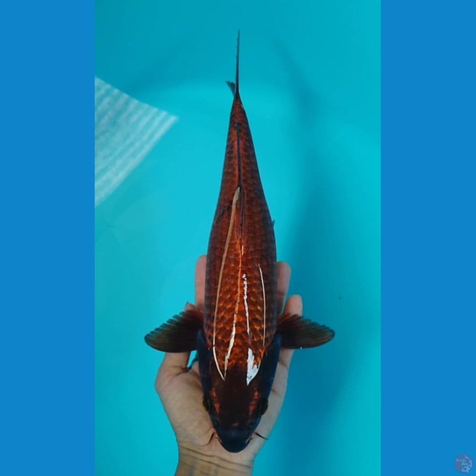 bleck chagoi : 34 cm