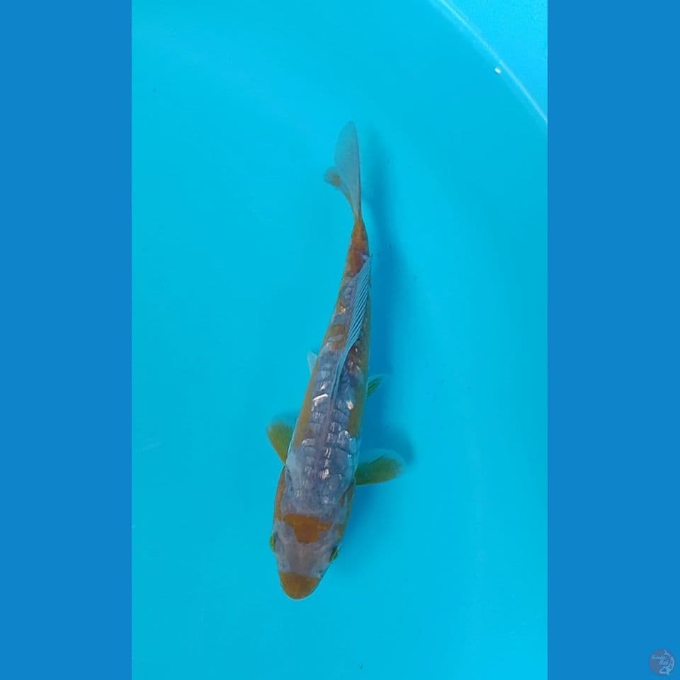 aragoke midori : 20 cm