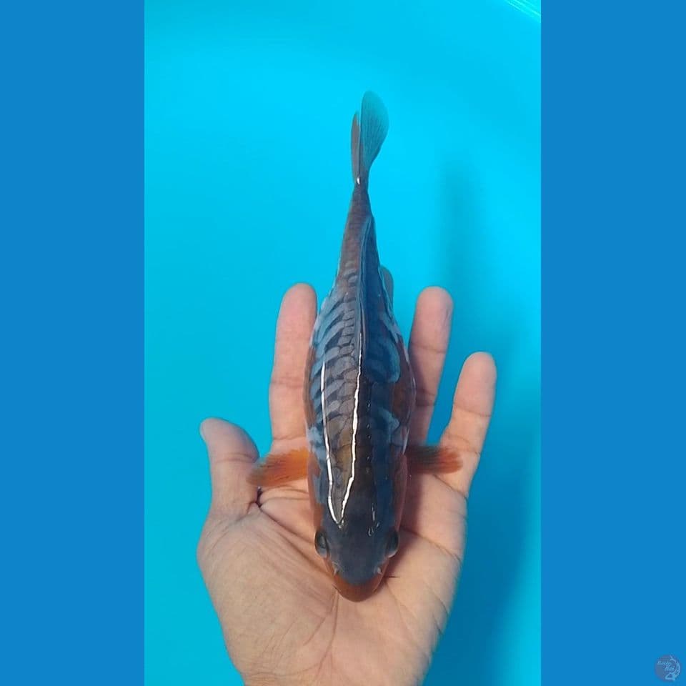 aragoke cebol : 18 cm