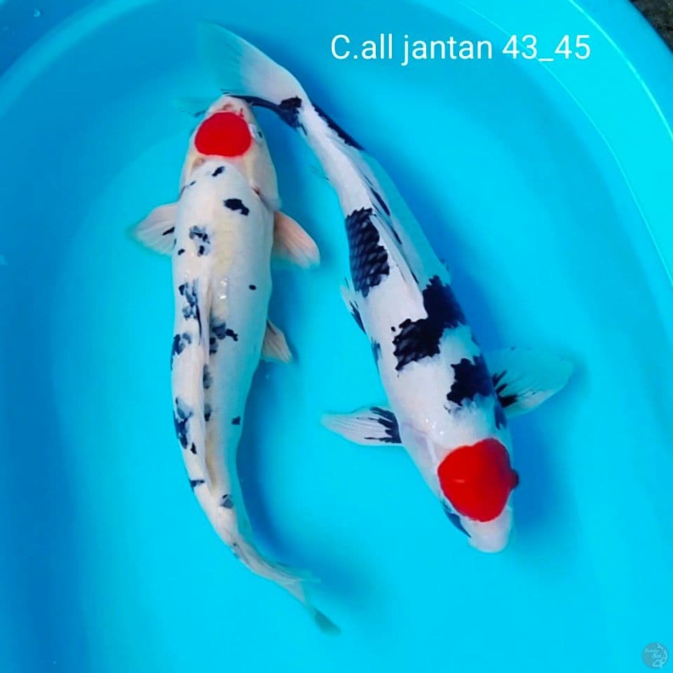 ori 43_45cm all jantan