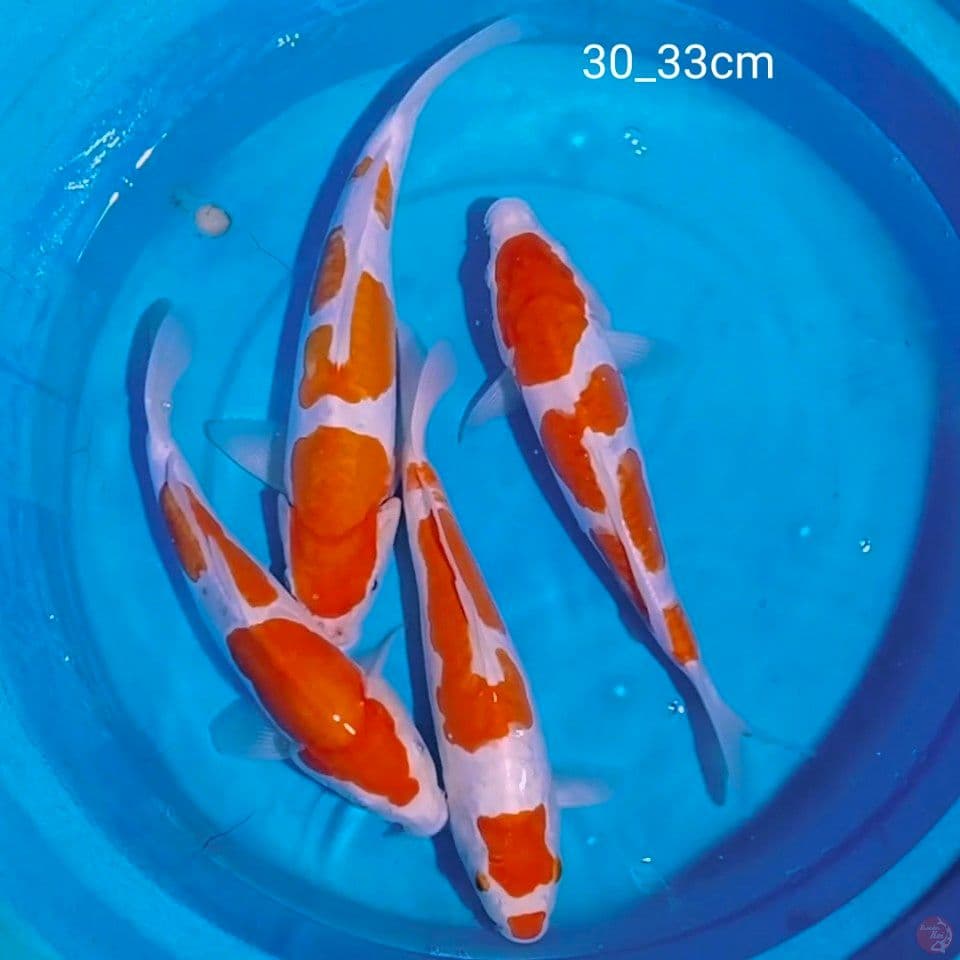 doit 30_33cm