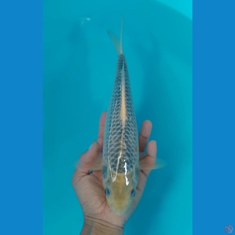 asagi 28cm